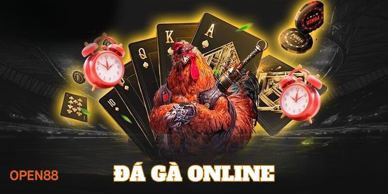 Đá Gà open888 - Đá gà Thomo Đá Gà open888 - Đá gà Thomo