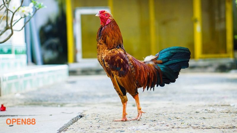 Đá Gà Cựa Sắt open888 - Nhịp trận nhanh và nhiều biến số bất ngờ Đá Gà Cựa Sắt open888 - Nhịp trận nhanh và nhiều biến số bất ngờ